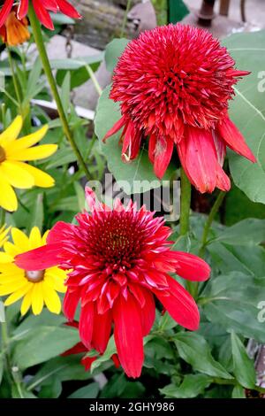 Echinacea purpurea «excentrique» coneflower excentrique - doubles fleurs de pétales rouges avec des fleurs de rayons rouges, août, Angleterre, Royaume-Uni Banque D'Images