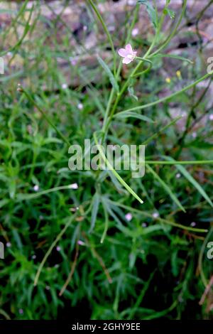 Marais d'Epilobium palustre willowherb – petites fleurs roses moyennes et feuilles mi-vertes et saumueuses, août, Angleterre, Royaume-Uni Banque D'Images