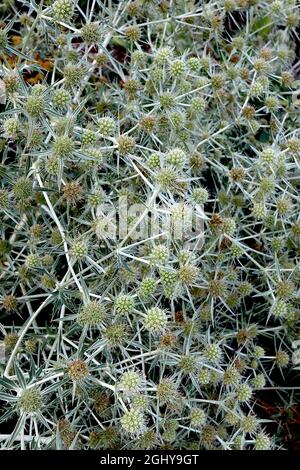 Eryngium campestre terrain eryngo - têtes de fleurs sphériques au sommet de fines bractées vertes grises, août, Angleterre, Royaume-Uni Banque D'Images