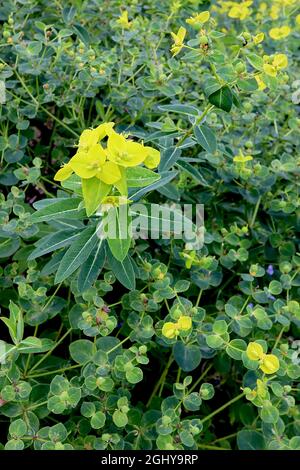 Euphorbia oblongata Pessorf balkanique – bractées vert lime aux graines d'orange et feuilles en forme d'oeuf, août, Angleterre, Royaume-Uni Banque D'Images