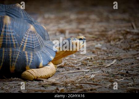 Tortue rayonnée (Astrochelys radiata) en proile avec un espace négatif pour la copie Banque D'Images