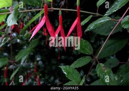 Fuchsia magellanica ‘Riccartonii’ tube violet et sépales pourpre tournés vers le bas, août, Angleterre, Royaume-Uni Banque D'Images