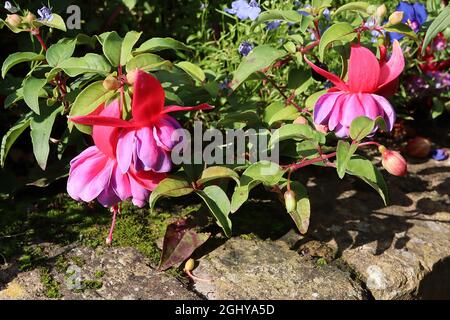 Fuchsia ‘Winston Churchill’, double tube rose violet et courts septa pourpre à réflexion, août, Angleterre, Royaume-Uni Banque D'Images