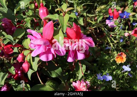 Fuchsia ‘Winston Churchill’, double tube rose violet et courts septa pourpre à réflexion, août, Angleterre, Royaume-Uni Banque D'Images