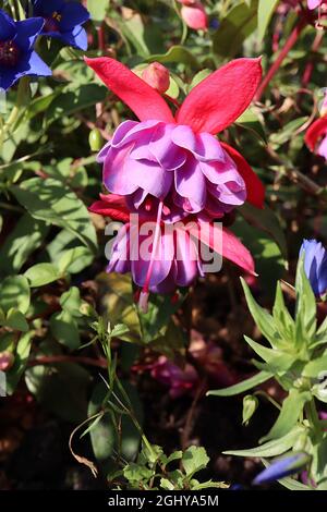 Fuchsia ‘Winston Churchill’, double tube rose violet et courts septa pourpre à réflexion, août, Angleterre, Royaume-Uni Banque D'Images