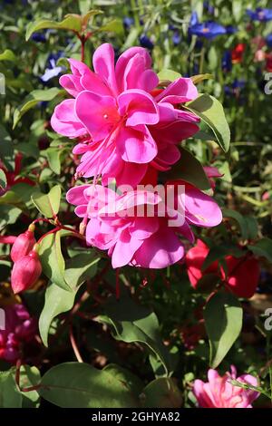 Fuchsia ‘Winston Churchill’, double tube rose violet et courts septa pourpre à réflexion, août, Angleterre, Royaume-Uni Banque D'Images