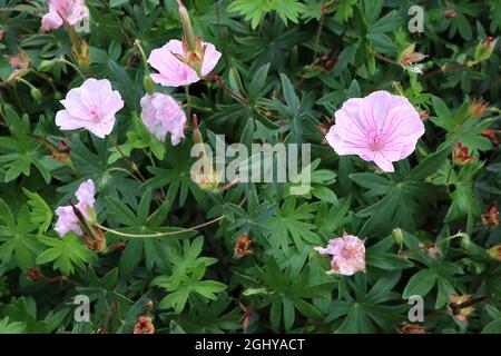 Géranium sanguineum var striatum Bloody cranesbill rayé – fleurs très rose pâle avec des veines roses moyennes et foncées, août, Angleterre, Royaume-Uni Banque D'Images