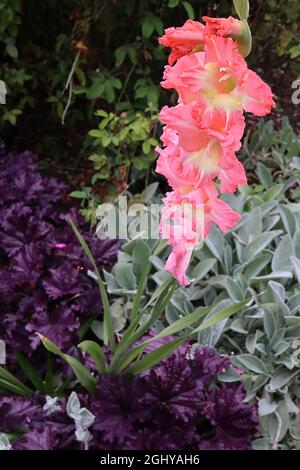 Gladiolus Ben Venuto – fleurs rose corail au centre et au milieu jaune pâle, pétales de fleurs, août, Angleterre, Royaume-Uni Banque D'Images