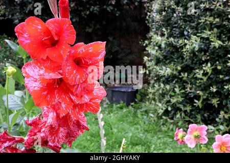 Gladiolus ‘Zizanie’ épée Lily Zizanie – grandes fleurs rouges à mouchete blanche et rose pâle, août, Angleterre, Royaume-Uni Banque D'Images