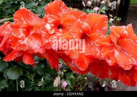 Gladiolus ‘Zizanie’ épée Lily Zizanie – grandes fleurs rouges à mouchete blanche et rose pâle, août, Angleterre, Royaume-Uni Banque D'Images