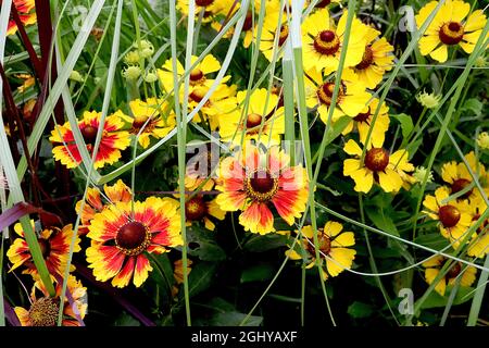 Helenium autumnale ‘Feuersiegel’ éternuement Feuersiegel – fleurs jaunes avec marmote rouge et pétales rentournés, août, Angleterre, Royaume-Uni Banque D'Images