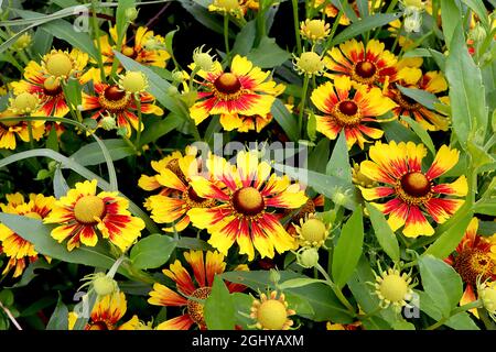 Helenium autumnale ‘Feuersiegel’ éternuement Feuersiegel – fleurs jaunes avec marmote rouge et pétales rentournés, août, Angleterre, Royaume-Uni Banque D'Images