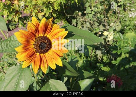 Helianthus annuus ‘Little Becka’ tournesol nain Little Becka – grandes têtes de fleurs jaunes avec lavage à l’orange de cuivre sur tiges courtes, août, Angleterre, Royaume-Uni Banque D'Images