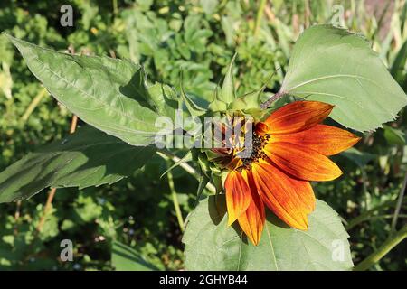 Helianthus annuus ‘Little Becka’ tournesol nain Little Becka – grandes têtes de fleurs jaunes avec lavage à l’orange de cuivre sur tiges courtes, août, Angleterre, Royaume-Uni Banque D'Images