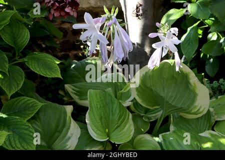 Hostaa ‘Iron Gate Delight’ plantain Lily Iron Gate Delight – senteur de fleurs rose pâle et de feuilles variées, août, Angleterre, Royaume-Uni Banque D'Images