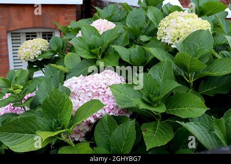 Hydrangea arborescens «Incrediball» et «Incrediball Blush» Hydrangea arborescens Strong Annabelle - têtes de fleurs géantes de couleur blanche, vert pâle et rose, Banque D'Images