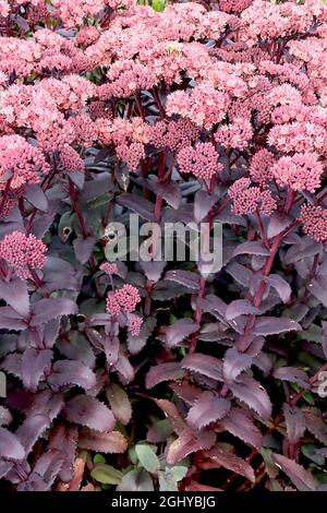 Hylotelephium telephium ‘Empereur pourpre’ Sedum Empereur pourpre – fleurs en forme d'étoile rose foncé, feuilles charnues vertes pourpres et tiges rouges foncées, août, Banque D'Images