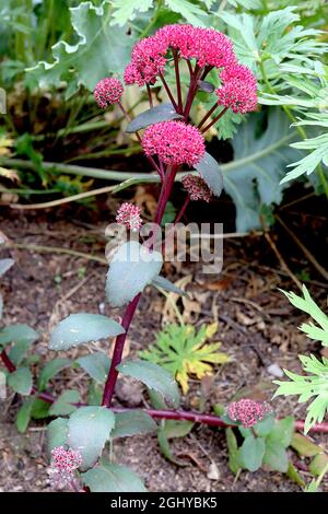 Hylotelephium telephium «Red Cauli» Sedum Red Cauli – fleurs en forme d'étoile rose foncé, feuilles charnues vert foncé et tiges rouges foncées, août, Angleterre, Royaume-Uni Banque D'Images