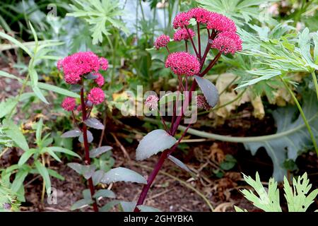 Hylotelephium telephium «Red Cauli» Sedum Red Cauli – fleurs en forme d'étoile rose foncé, feuilles charnues vert foncé et tiges rouges foncées, août, Angleterre, Royaume-Uni Banque D'Images