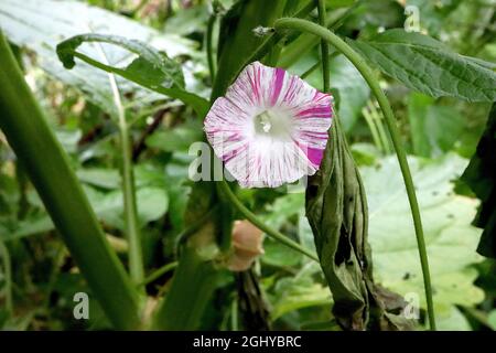 Ipomoea purpurea «Carnevale di Venezia» Morning Glory Carnevale di Venezia – fleurs blanches en forme d'entonnoir avec stries roses, août, Angleterre, Royaume-Uni Banque D'Images