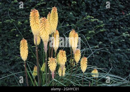 Kniphofia ‘Mango Popsicle’ Red Hot poker Mango Popsicle - longues grappes de fleurs jaunes orange tubulaires sur des tiges épaisses de taille moyenne, août, Angleterre, Royaume-Uni Banque D'Images