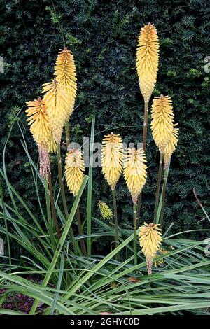 Kniphofia ‘Mango Popsicle’ Red Hot poker Mango Popsicle - longues grappes de fleurs jaunes orange tubulaires sur des tiges épaisses de taille moyenne, août, Angleterre, Royaume-Uni Banque D'Images