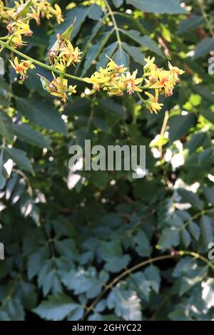 Koelreuteria paniculata fierté de l'Inde – petites fleurs jaunes, grandes gousses de graines gonflées vert clair et rouge, feuilles finement divisées, août, Royaume-Uni Banque D'Images