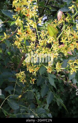 Koelreuteria paniculata fierté de l'Inde – petites fleurs jaunes, grandes gousses de graines gonflées vert clair et rouge, feuilles finement divisées, août, Royaume-Uni Banque D'Images