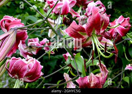 Fleurs rose foncé Lilium ‘Black Beauty’ avec marges blanches et pétales hautement réfléchissants, août, Angleterre, Royaume-Uni Banque D'Images