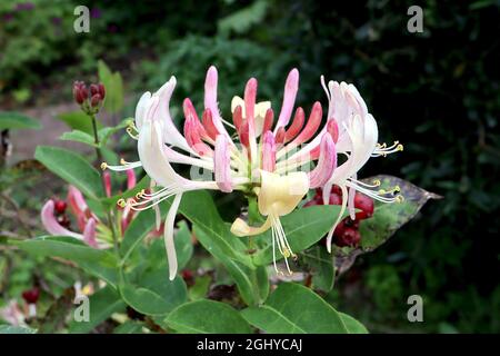 Lonicera periclymenum «Belgica» feuille de miel Belgica – tourbillons de fleurs blanches et jaunes à deux lèvres et boutons de fleurs roses profondes courbés vers le haut, août Banque D'Images