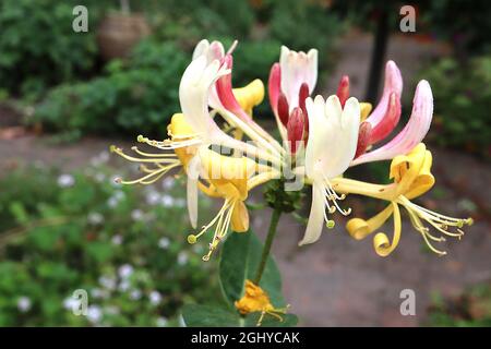 Lonicera periclymenum «Belgica» feuille de miel Belgica – tourbillons de fleurs blanches et jaunes à deux lèvres et boutons de fleurs roses profondes courbés vers le haut, août Banque D'Images