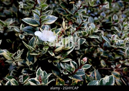 Luma apiculata «Glanleam Gold» myrte chilienne / temu Glanleam Gold – petites fleurs blanches et petites feuilles vert foncé avec marges de crème, août, Royaume-Uni Banque D'Images