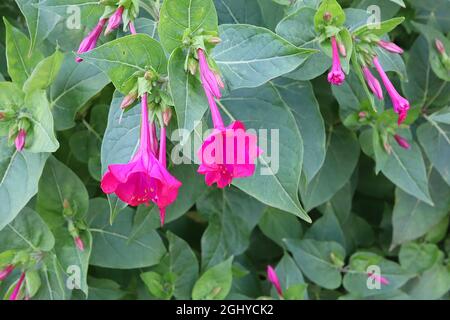 Mirabilis jalapa Marvel of Peru – fleurs roses profondes en forme d'entonnoir fortement parfumées aux pétales à volants, août, Angleterre, Royaume-Uni Banque D'Images