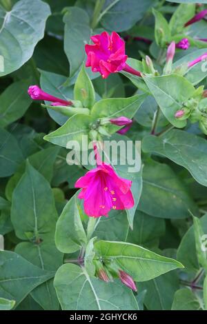 Mirabilis jalapa Marvel of Peru – fleurs roses profondes en forme d'entonnoir fortement parfumées aux pétales à volants, août, Angleterre, Royaume-Uni Banque D'Images