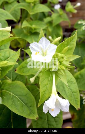 Mirabilis jalapa ‘Alba’ Marvel du Pérou – fleurs blanches fortement parfumées en forme d’entonnoir avec pétales à volants, août, Angleterre, Royaume-Uni Banque D'Images