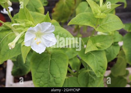 Mirabilis jalapa ‘Alba’ Marvel du Pérou – fleurs blanches fortement parfumées en forme d’entonnoir avec pétales à volants, août, Angleterre, Royaume-Uni Banque D'Images