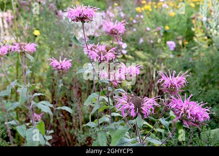 Monarda didyma Balm d'abeille «Croftway Pink» Croftway Pink - tourbillons de fleurs roses moyennes et de grandes feuilles vertes foncées ovées, août, Angleterre, Royaume-Uni Banque D'Images