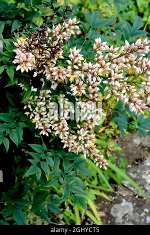 Nandina domestica ‘Richmond’ le bambou céleste Richmond - panicules coniques de fleurs blanches pointues à base de cramoisi, août, Angleterre, Royaume-Uni Banque D'Images