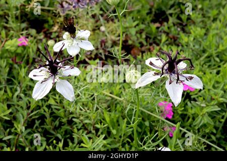 Nigella papillosa / hispanica mariée africaine amour-dans-un-brouillard mariée africaine - fleurs blanches, violet noir étamines verticales, août, Angleterre, Royaume-Uni Banque D'Images