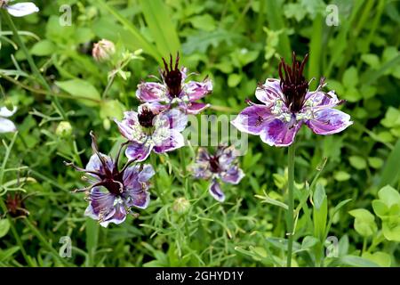 Nigella papillosa / hispanica Delft Bleu amour-dans-un-brouillard Delft Bleu – fleurs blanches simples, violet blotch, violet noir étamines verticales Banque D'Images