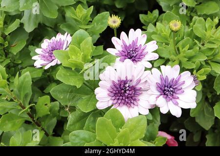 Osteospermum ecklonis ‘3D Silver Violet Ice’ African Daisy 3D Silver Violet Ice – pétales radiaux blancs et fleurs tubulaires violettes, août, Royaume-Uni Banque D'Images