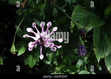 Osteospermum ecklonis ‘Margarita White Spoon’ Marguerite africaine Spoon blanc – fleurs blanches avec dos de pétale violet foncé, rayons roulés Banque D'Images