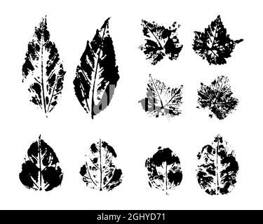 Ensemble de vecteurs d'estampillage feuille d'automne. Illustration botanique. Grunge les feuilles. L'ensemble de feuilles noires s'imprime sur fond blanc Illustration de Vecteur