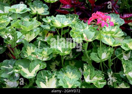 Pelargonium Hederinum Variegatum fleurs rouge rose foncé et feuilles vertes moyennes brillantes courbées avec crème centrale, août, Angleterre, Royaume-Uni Banque D'Images