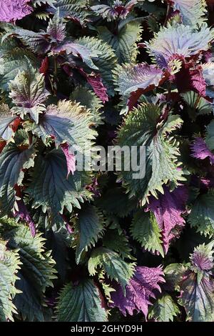 Perilla frutescens var crispa violet shiso – feuilles vert foncé avec dos de feuilles pourpres, rides, profondément veiné et incisé marges, août, Angleterre, Banque D'Images