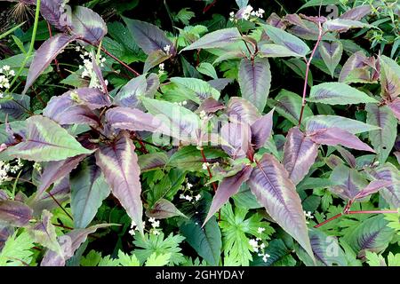 Persicaria microcephala 'Red Dragon' Knotweed Red Dragon – feuilles violets bordeaux pointues en forme de lance avec centre noir et marges blanches, août, Royaume-Uni Banque D'Images