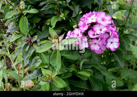 Phlox paniculata ‘Weet Summer Fantasy Purple Bicolor’ vivace phlox Purple Bicolor – grappes de fleurs blanches en dôme avec marges violettes, août, Royaume-Uni Banque D'Images