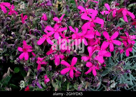 Phlox susulata 'flamme du carlet' mousse phlox flamme du écarlate – fleurs en forme d'étoile rose foncé avec pétales minces, août, Angleterre, Royaume-Uni Banque D'Images