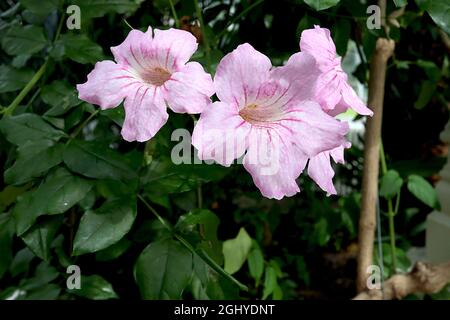 Podranea ricasoliana rose trompette vigne – rose pâle en forme d'entonnoir fleurs avec des rayures roses profondes et la gorge blanche, août, Angleterre, Royaume-Uni Banque D'Images