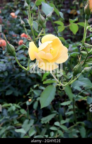 Rosa Buttercup (rose arbuste) Rose Buttercup – petites fleurs jaunes en forme de demi-double cupule, août, Angleterre, Royaume-Uni Banque D'Images